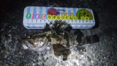 釣りデビュー　59日目