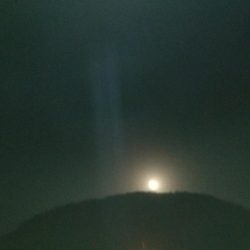 アジに会えました