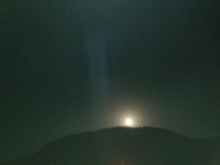 アジに会えました