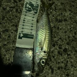 エギングからライトルアーフィッシング