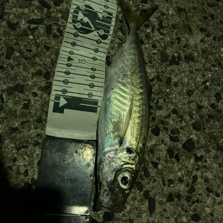 エギングからライトルアーフィッシング