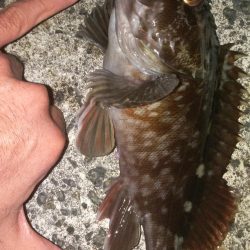 寒波後のガシラ