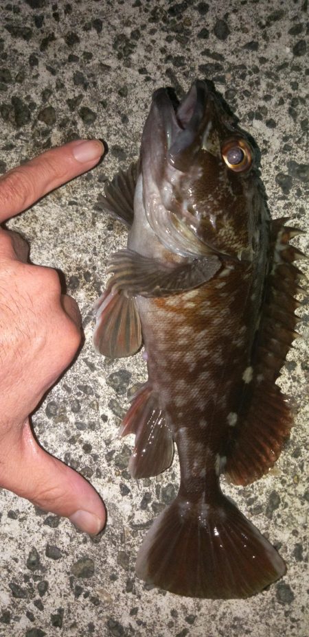 寒波後のガシラ