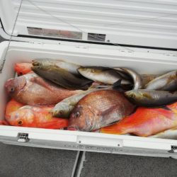 第二大福丸 釣果