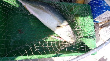 弘福丸 釣果