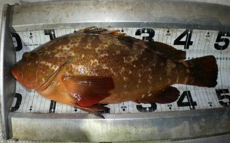 TOPGUN名古屋 釣果