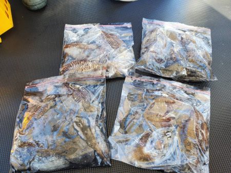 武士(SAMURAI) 釣果