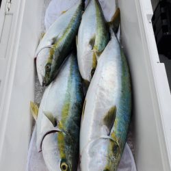 武士(SAMURAI) 釣果