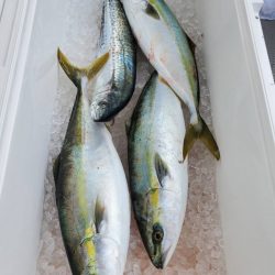 武士(SAMURAI) 釣果