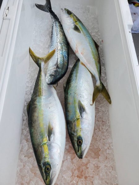 武士(SAMURAI) 釣果