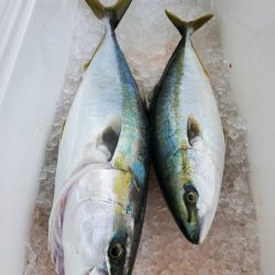 武士(SAMURAI) 釣果