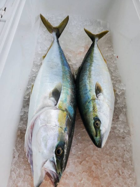 武士(SAMURAI) 釣果