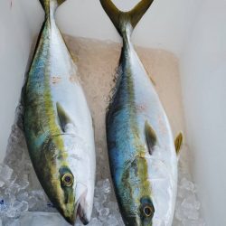 武士(SAMURAI) 釣果