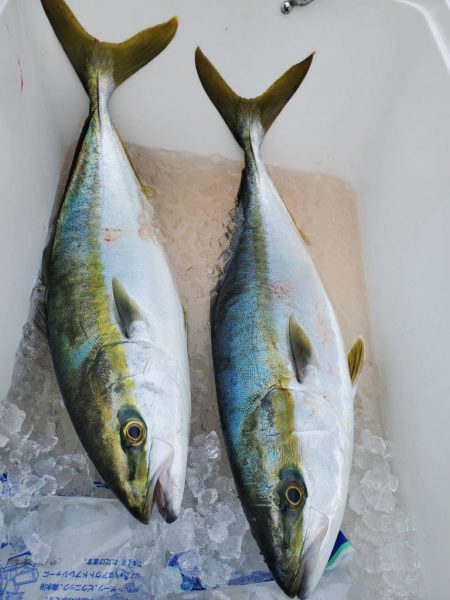 武士(SAMURAI) 釣果