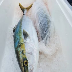 武士(SAMURAI) 釣果