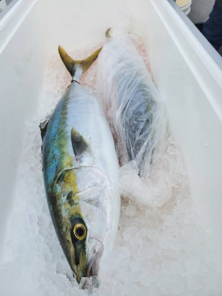 武士(SAMURAI) 釣果