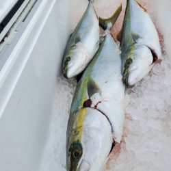 武士(SAMURAI) 釣果