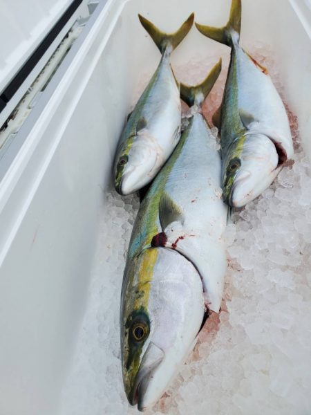 武士(SAMURAI) 釣果