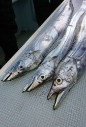 KONAYAーMARU(こなや丸) 釣果