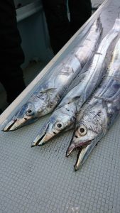 ＫＯＮＡＹＡｰＭＡＲＵ（こなや丸） 釣果