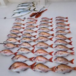 フィッシングボートACE(エース) 釣果