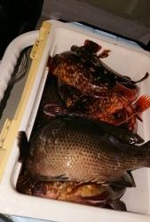 KONAYAーMARU(こなや丸) 釣果