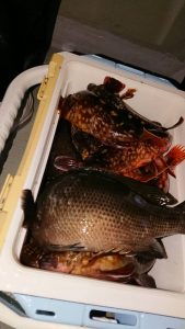 ＫＯＮＡＹＡｰＭＡＲＵ（こなや丸） 釣果