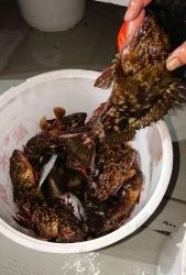 KONAYAーMARU(こなや丸) 釣果