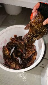 KONAYAーMARU(こなや丸) 釣果