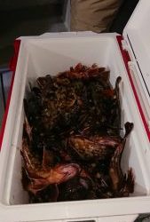 KONAYAーMARU(こなや丸) 釣果