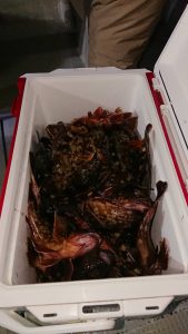 KONAYAーMARU(こなや丸) 釣果