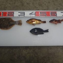 のとじま臨海公園海づりセンター 釣果