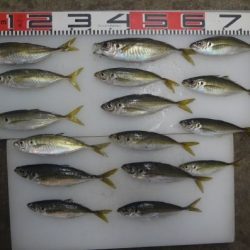 のとじま臨海公園海づりセンター 釣果