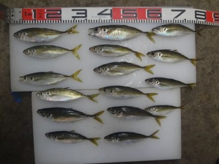 のとじま臨海公園海づりセンター 釣果