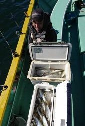 KONAYAーMARU(こなや丸) 釣果