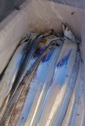 KONAYAーMARU(こなや丸) 釣果