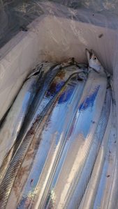 ＫＯＮＡＹＡｰＭＡＲＵ（こなや丸） 釣果