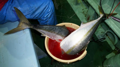 恵陽丸 釣果