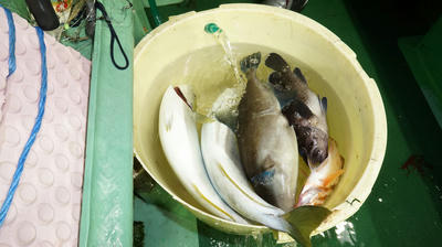 恵陽丸 釣果