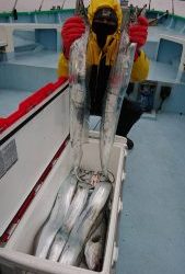 ＫＯＮＡＹＡｰＭＡＲＵ（こなや丸） 釣果