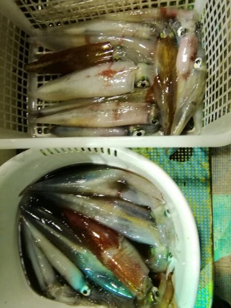 松福丸 釣果