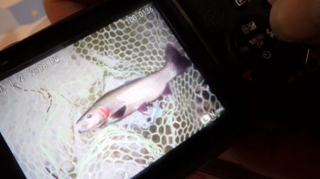 フィッシングレイクたかみや 釣果