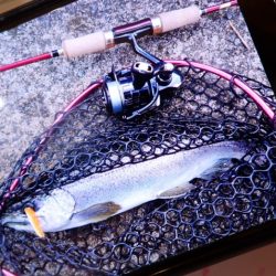 フィッシングレイクたかみや 釣果