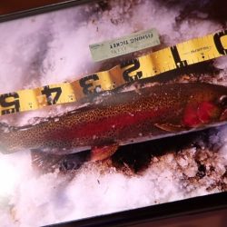 フィッシングレイクたかみや 釣果