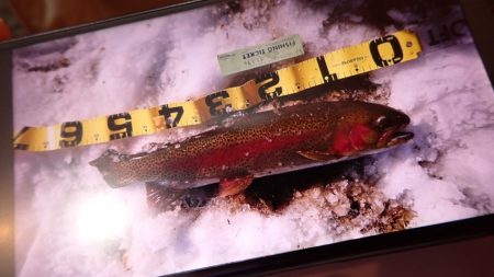 フィッシングレイクたかみや 釣果