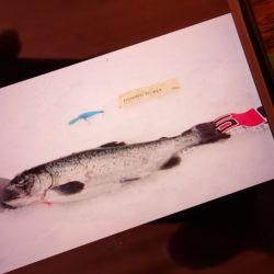 フィッシングレイクたかみや 釣果