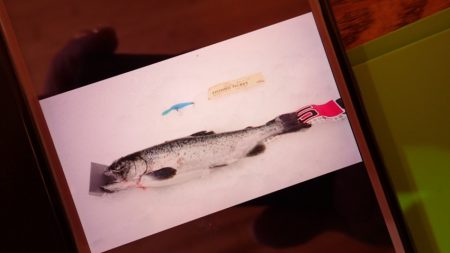 フィッシングレイクたかみや 釣果