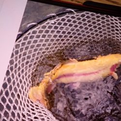 フィッシングレイクたかみや 釣果