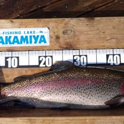 フィッシングレイクたかみや 釣果
