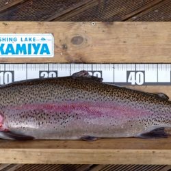 フィッシングレイクたかみや 釣果